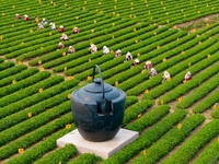 Tea farmers are picking tea leaves at a tea plantation in Qingdao, China, on June 2, 2024. (