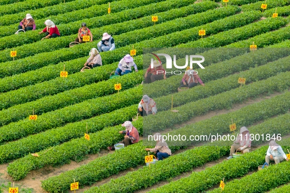 Tea farmers are picking tea leaves at a tea plantation in Qingdao, China, on June 2, 2024. 