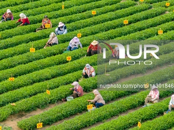 Tea farmers are picking tea leaves at a tea plantation in Qingdao, China, on June 2, 2024. (