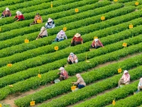 Tea farmers are picking tea leaves at a tea plantation in Qingdao, China, on June 2, 2024. (