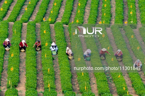 Tea farmers are picking tea leaves at a tea plantation in Qingdao, China, on June 2, 2024. 