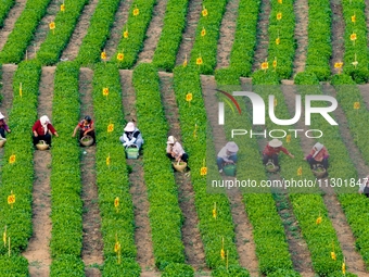 Tea farmers are picking tea leaves at a tea plantation in Qingdao, China, on June 2, 2024. (