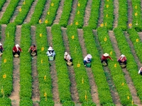 Tea farmers are picking tea leaves at a tea plantation in Qingdao, China, on June 2, 2024. (