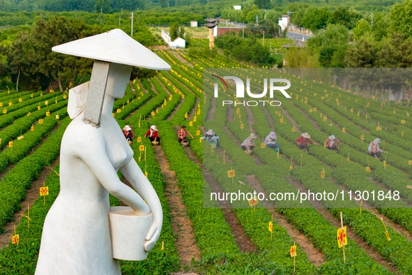 Tea farmers are picking tea leaves at a tea plantation in Qingdao, China, on June 2, 2024. 