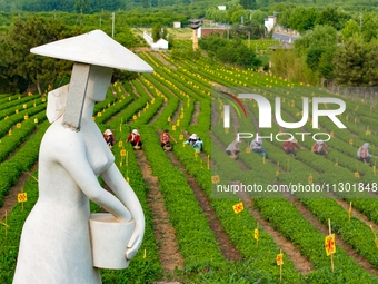 Tea farmers are picking tea leaves at a tea plantation in Qingdao, China, on June 2, 2024. (