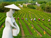 Tea farmers are picking tea leaves at a tea plantation in Qingdao, China, on June 2, 2024. (