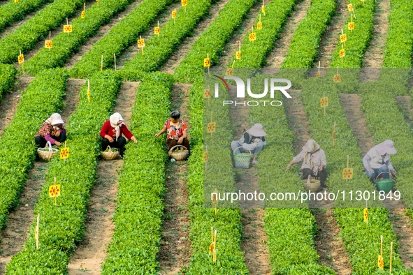 Tea farmers are picking tea leaves at a tea plantation in Qingdao, China, on June 2, 2024. 