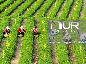 Tea farmers are picking tea leaves at a tea plantation in Qingdao, China, on June 2, 2024. (