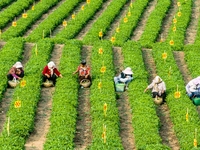 Tea farmers are picking tea leaves at a tea plantation in Qingdao, China, on June 2, 2024. (