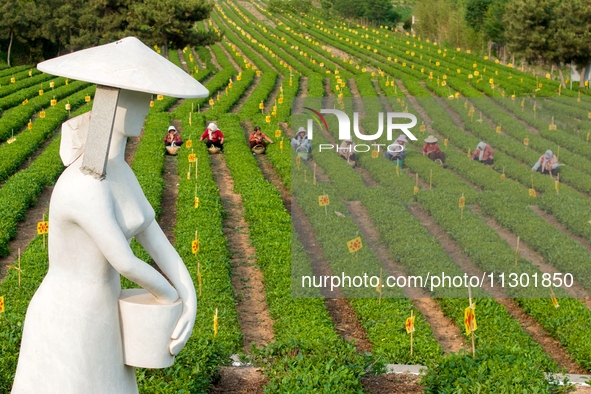 Tea farmers are picking tea leaves at a tea plantation in Qingdao, China, on June 2, 2024. 