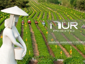 Tea farmers are picking tea leaves at a tea plantation in Qingdao, China, on June 2, 2024. (