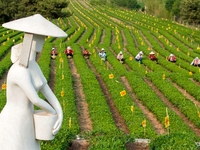 Tea farmers are picking tea leaves at a tea plantation in Qingdao, China, on June 2, 2024. (