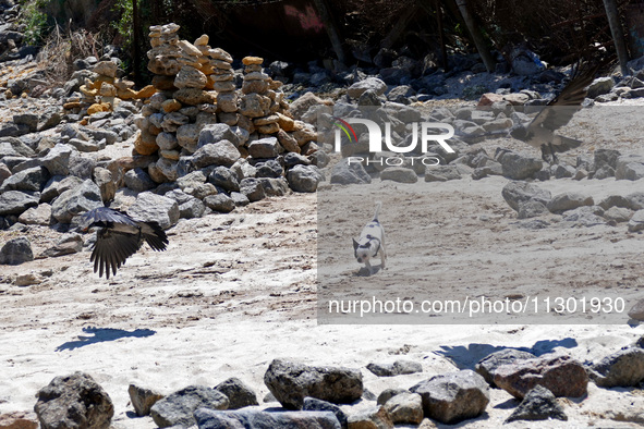 A dog is chasing a bird on the inclusive beach next to a recently opened bomb shelter in Odesa, Ukraine, on May 31, 2024. NO USE RUSSIA. NO...