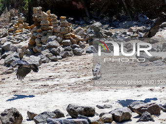 A dog is chasing a bird on the inclusive beach next to a recently opened bomb shelter in Odesa, Ukraine, on May 31, 2024. NO USE RUSSIA. NO...