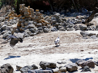 A dog is chasing a bird on the inclusive beach next to a recently opened bomb shelter in Odesa, Ukraine, on May 31, 2024. NO USE RUSSIA. NO...