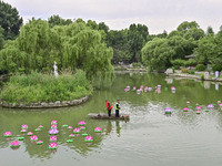 Volunteers are cleaning up floating objects on a river in Qingzhou, China, on June 5, 2024. (