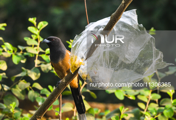 The Rufous Treepie (Dendrocitta vagabunda) is a bird native to the Indian subcontinent and adjoining parts of Southeast Asia. It is a member...