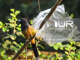 The Rufous Treepie (Dendrocitta vagabunda) is a bird native to the Indian subcontinent and adjoining parts of Southeast Asia. It is a member...