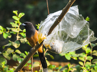 The Rufous Treepie (Dendrocitta vagabunda) is a bird native to the Indian subcontinent and adjoining parts of Southeast Asia. It is a member...