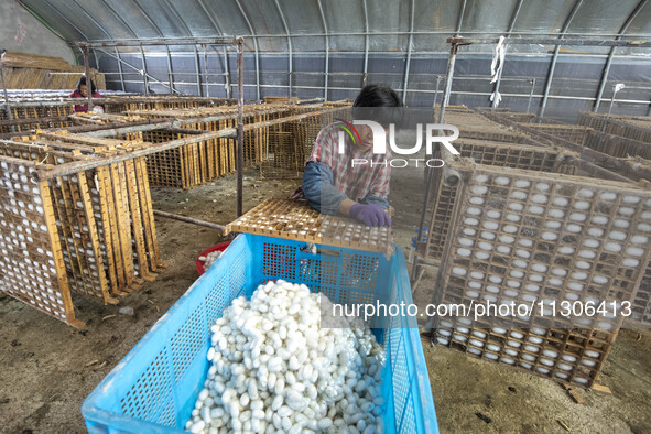 A worker is picking cocoons at a silkworm farm in Hai'an, China, on June 4, 2024. 