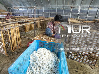 A worker is picking cocoons at a silkworm farm in Hai'an, China, on June 4, 2024. (