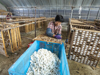 A worker is picking cocoons at a silkworm farm in Hai'an, China, on June 4, 2024. (