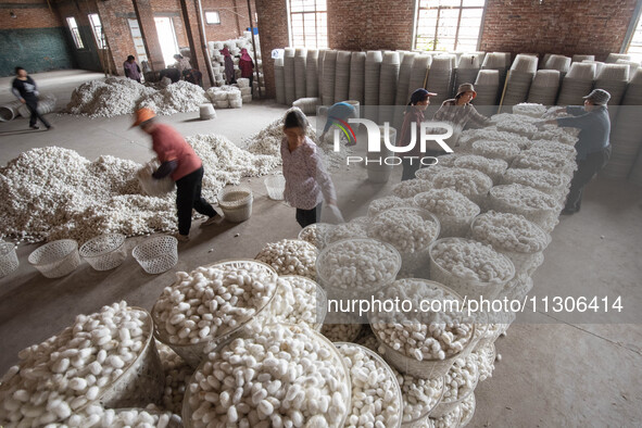 Workers are sorting and stacking silkworm cocoons at a silkworm cocoon buying point in Haian, China, on June 4, 2024. 