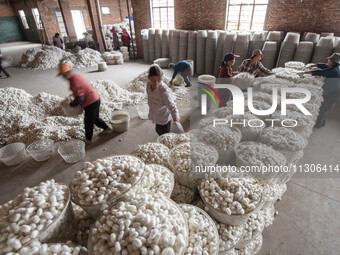 Workers are sorting and stacking silkworm cocoons at a silkworm cocoon buying point in Haian, China, on June 4, 2024. (