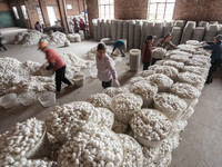 Workers are sorting and stacking silkworm cocoons at a silkworm cocoon buying point in Haian, China, on June 4, 2024. (