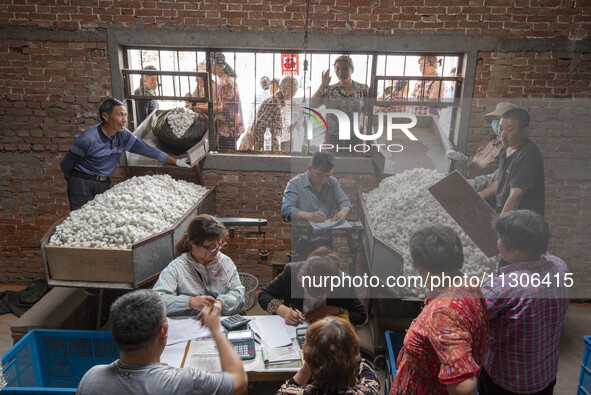 Silkworm farmers are selling silkworm cocoons at a silkworm cocoon buying point in Hai'an, China, on June 4, 2024. 