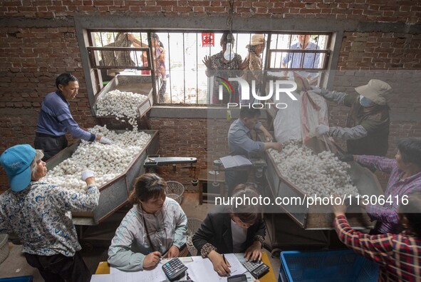 Silkworm farmers are selling silkworm cocoons at a silkworm cocoon buying point in Hai'an, China, on June 4, 2024. 