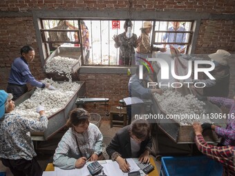 Silkworm farmers are selling silkworm cocoons at a silkworm cocoon buying point in Hai'an, China, on June 4, 2024. (