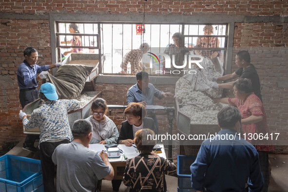 Silkworm farmers are selling silkworm cocoons at a silkworm cocoon buying point in Hai'an, China, on June 4, 2024. 