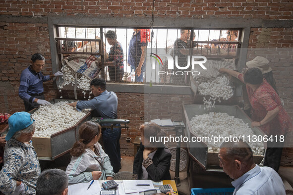 Silkworm farmers are selling silkworm cocoons at a silkworm cocoon buying point in Hai'an, China, on June 4, 2024. 