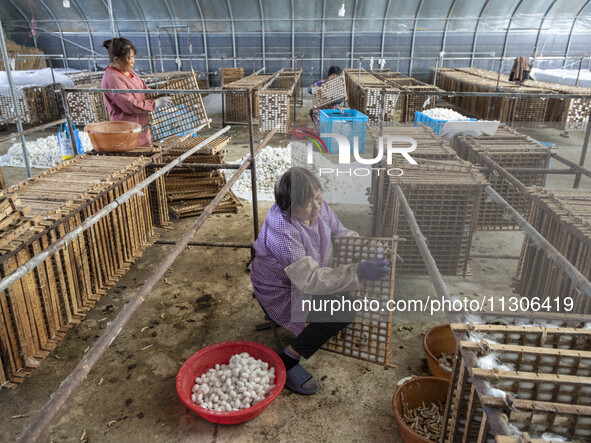 Workers are picking cocoons at a silkworm farm in Haian, China, on June 4, 2024. 