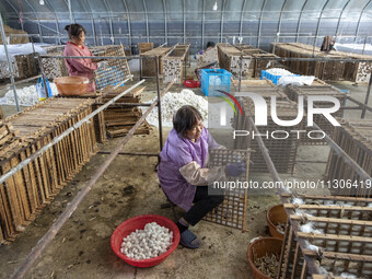 Workers are picking cocoons at a silkworm farm in Haian, China, on June 4, 2024. (