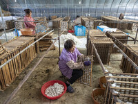 Workers are picking cocoons at a silkworm farm in Haian, China, on June 4, 2024. (