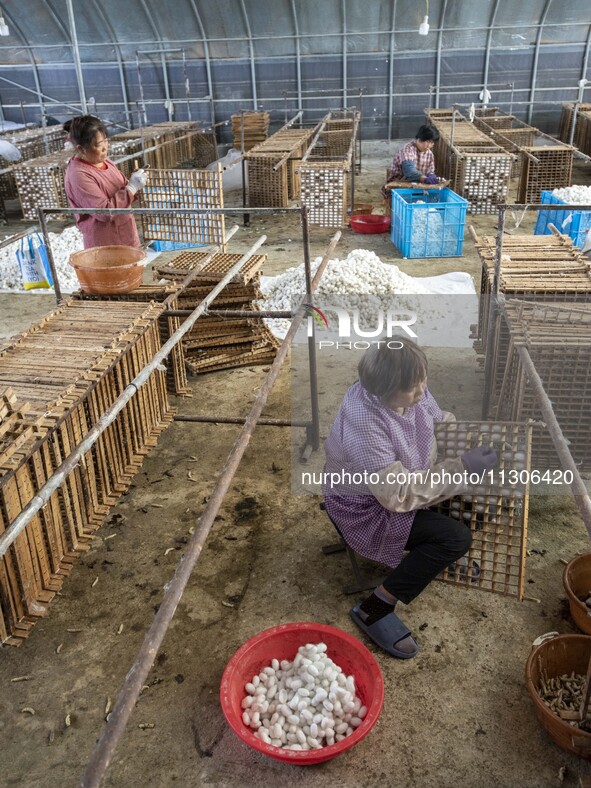 Workers are picking cocoons at a silkworm farm in Haian, China, on June 4, 2024. 