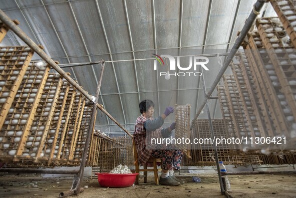 Workers are picking cocoons at a silkworm farm in Haian, China, on June 4, 2024. 