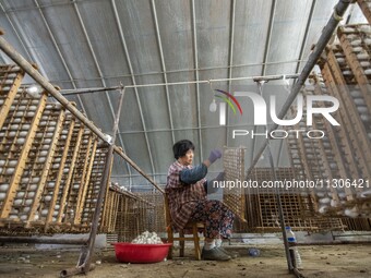 Workers are picking cocoons at a silkworm farm in Haian, China, on June 4, 2024. (