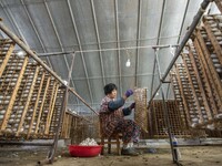 Workers are picking cocoons at a silkworm farm in Haian, China, on June 4, 2024. (