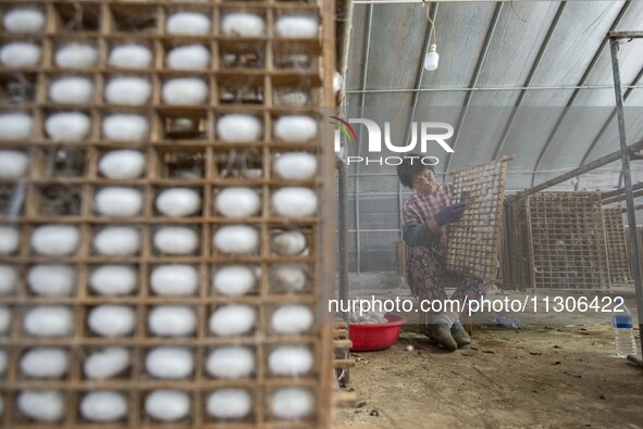 Workers are picking cocoons at a silkworm farm in Haian, China, on June 4, 2024. 