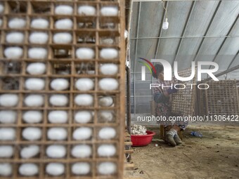 Workers are picking cocoons at a silkworm farm in Haian, China, on June 4, 2024. (