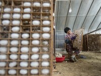 Workers are picking cocoons at a silkworm farm in Haian, China, on June 4, 2024. (