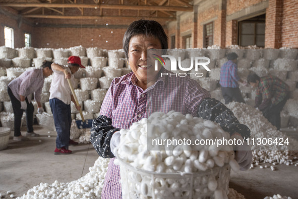 A staff member is displaying purchased silkworm cocoons at a silkworm cocoon buying point in Hai'an, China, on June 4, 2024. 