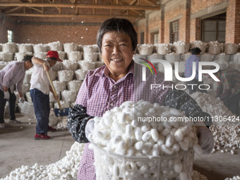 A staff member is displaying purchased silkworm cocoons at a silkworm cocoon buying point in Hai'an, China, on June 4, 2024. (