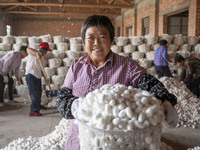 A staff member is displaying purchased silkworm cocoons at a silkworm cocoon buying point in Hai'an, China, on June 4, 2024. (