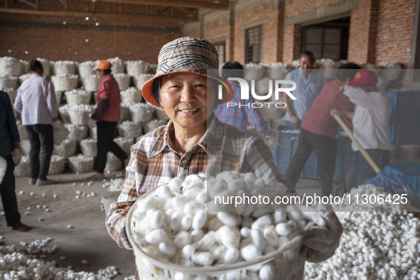 A staff member is displaying purchased silkworm cocoons at a silkworm cocoon buying point in Hai'an, China, on June 4, 2024. 