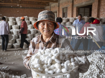 A staff member is displaying purchased silkworm cocoons at a silkworm cocoon buying point in Hai'an, China, on June 4, 2024. (