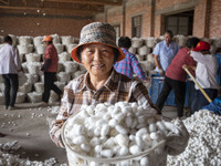 A staff member is displaying purchased silkworm cocoons at a silkworm cocoon buying point in Hai'an, China, on June 4, 2024. (